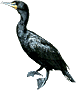 Icône cormoran