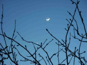 Rapprochement Lune-Vénus par Pascal