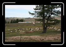 IMG_3392 * Des moutons paissent tranquillement, les sapins sont nombreux et, à part les constructions, nous feraient presque penser à un paysage alpin. * 3456 x 2304 * (3.93MB)