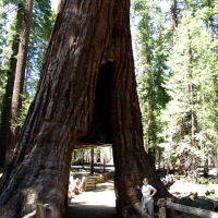 california_tree