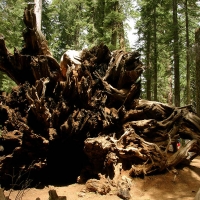 fallen_sequoia