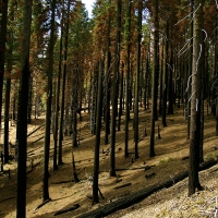 forest_burnt