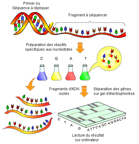 Résultat de recherche d'images pour "sequencage du genome"