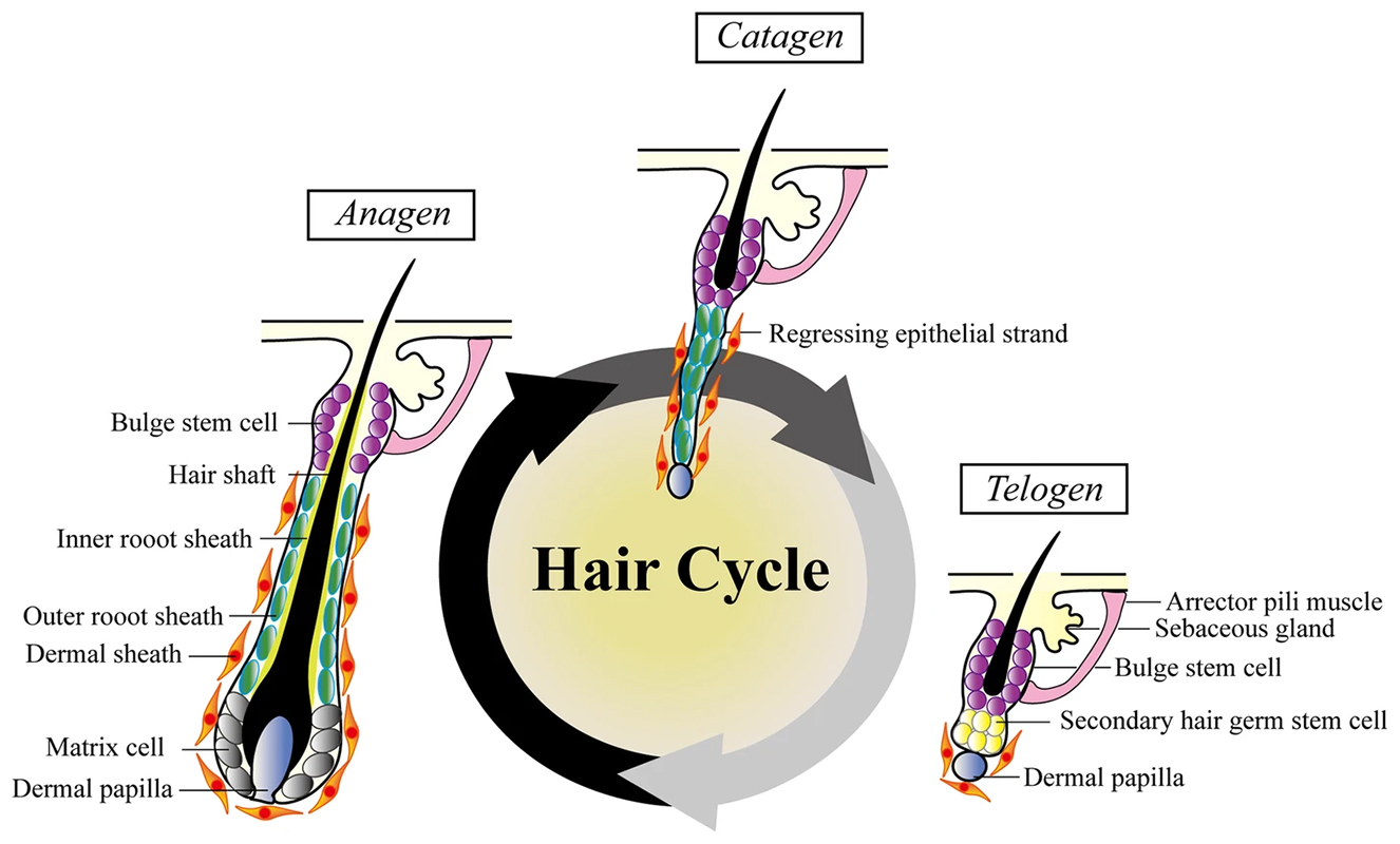 头发的生长周期是多长时间（头发的生长周期你知道吗？） | 说明书网