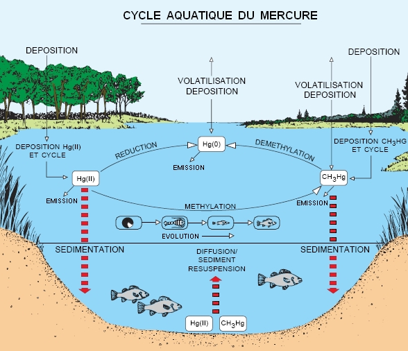 L'eau - Les écosystèmes