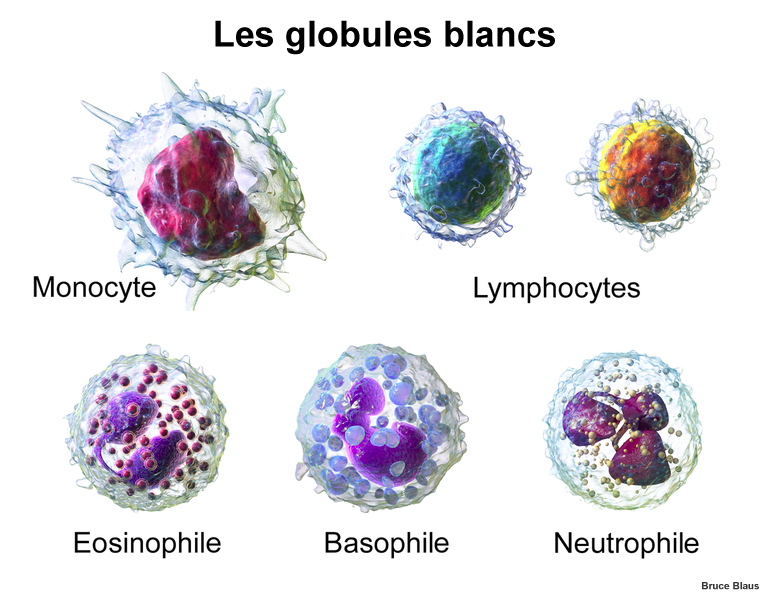 Les leucocytes - les globules blancs