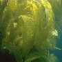 Algues macrocystis au large de San Diego. Photo IFREMER.