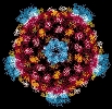 Coeur d'un réovirus. Document U.Cornell.