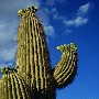 Cactus Saguaro du SE de la Californie et du Mexique. Photo Jim Bremner.