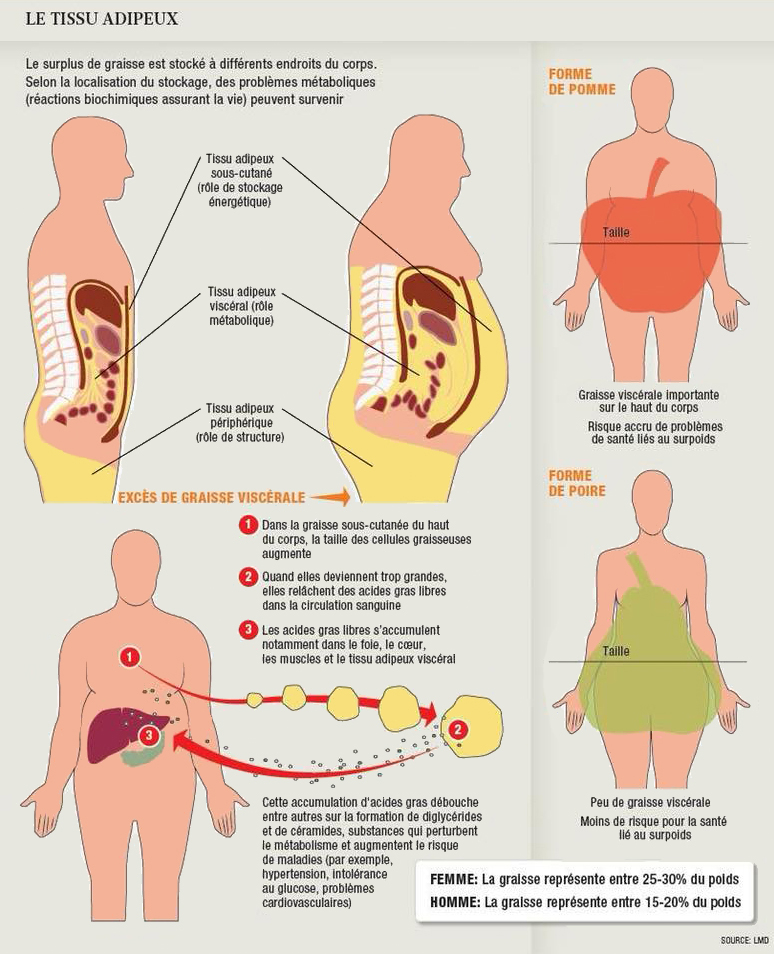 Anatomie du corps humain - Le système digestif : • ~ 1️⃣ La bouche : permet  de réduire nos aliments en petits morceaux par les dents et lubrifiés par  la salive. • ~