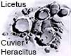 dessin lune crateres cuvier licetus heraclitus