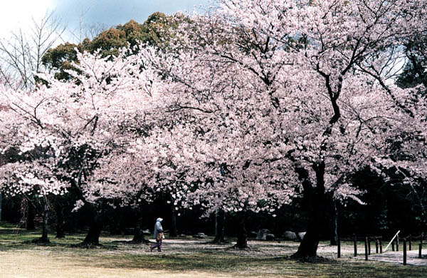 Cerisiers en fleurs, parc du palais imprial, Kyoto