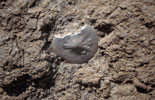 Dollar (coquillage) / Dollar sand shell