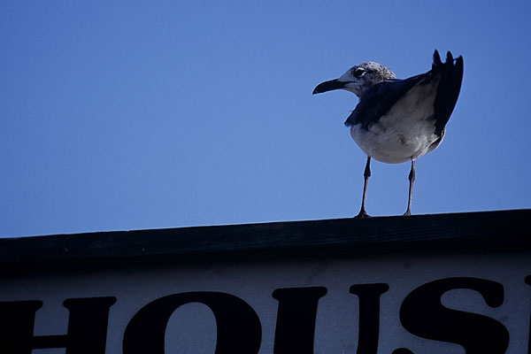 Biloxi (Mississippi), mouette / Biloxi (MS), seagull