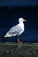 Mouette (goland argent) / Seagull