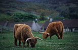 Scottish cattle