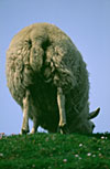 Mouton / Sheep