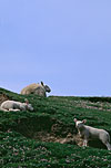 Mouton / Sheep
