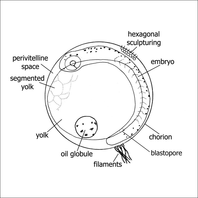 developing embryo photo