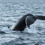 Baleine à bosses (Megaptera novaeangliae).