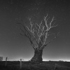 Le vieil arbre sous les étoiles