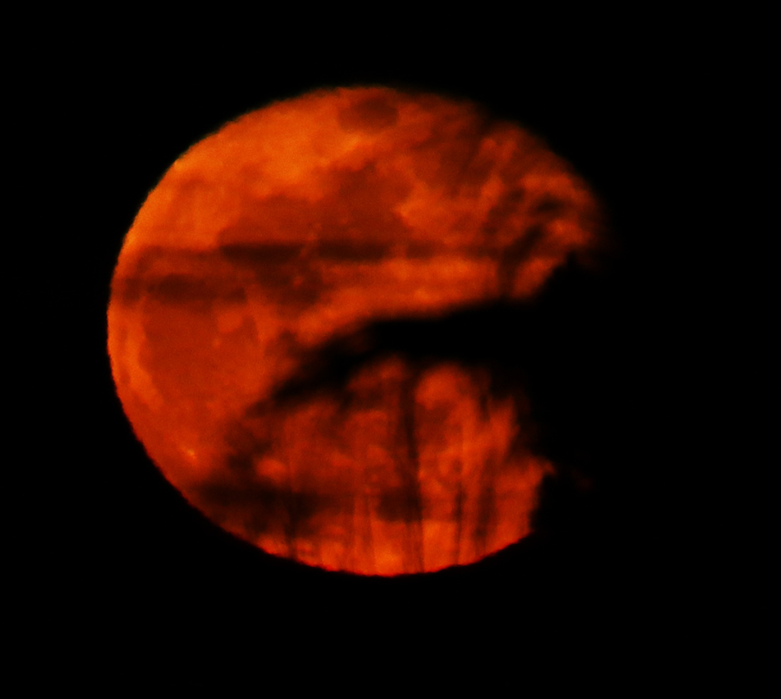 le lever de Jurassic lune, au soir du 01/04/2018 (40759/785.JPG)