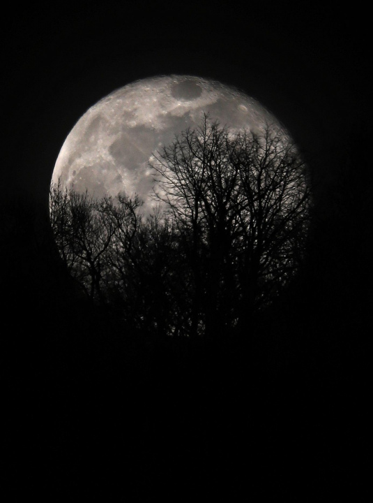 Lune derrière les arbres.