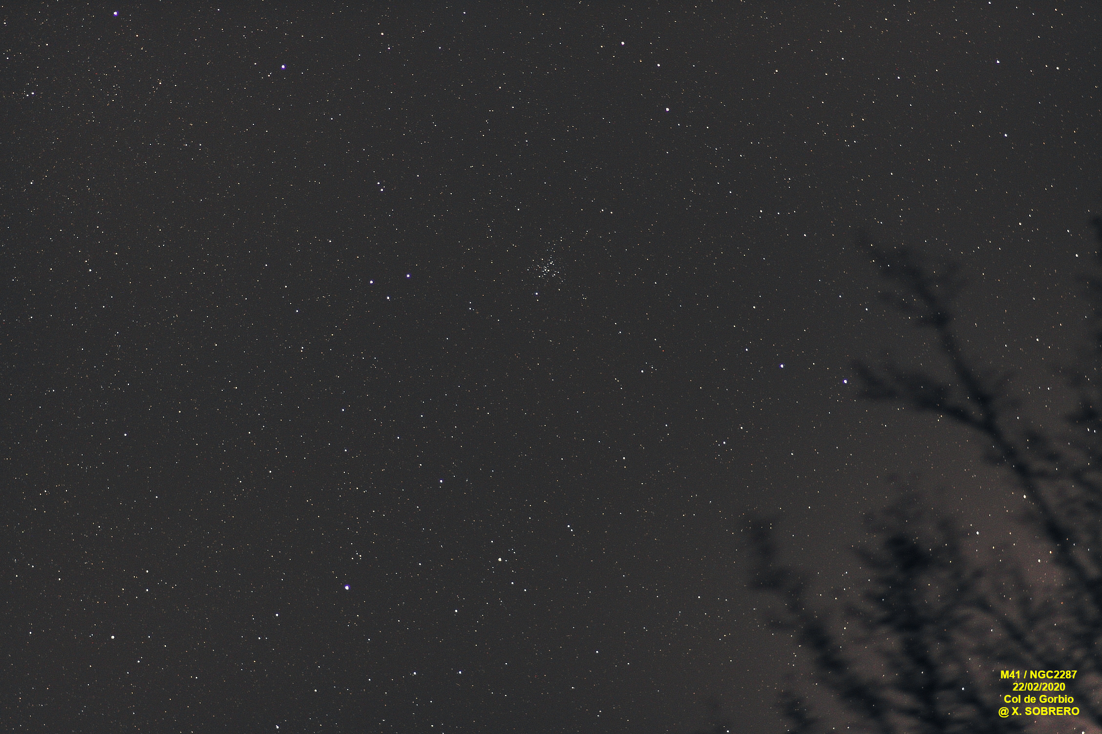 Amas ouvert M41