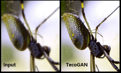 tecoGAN-spider.gif.983bc1f4c4d3675c5023a8bbf1bfb543.gif