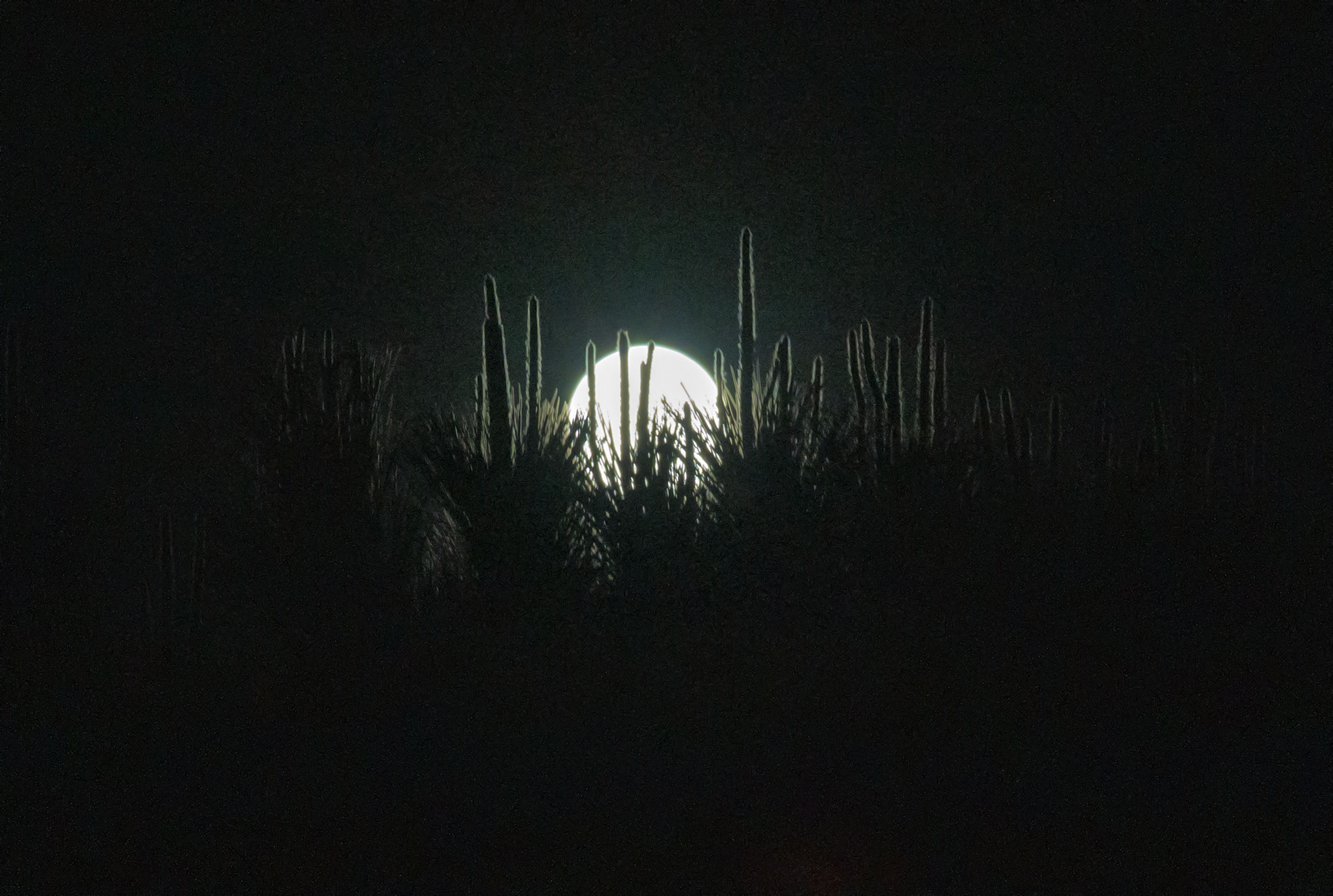 Lune sur pinède.jpg