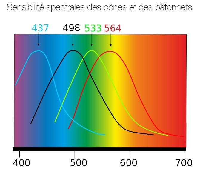 spectre-absorption-lumiere-cones-oeil.jpg.29c708ff23e85472486fa85f2d71bdb8.jpg