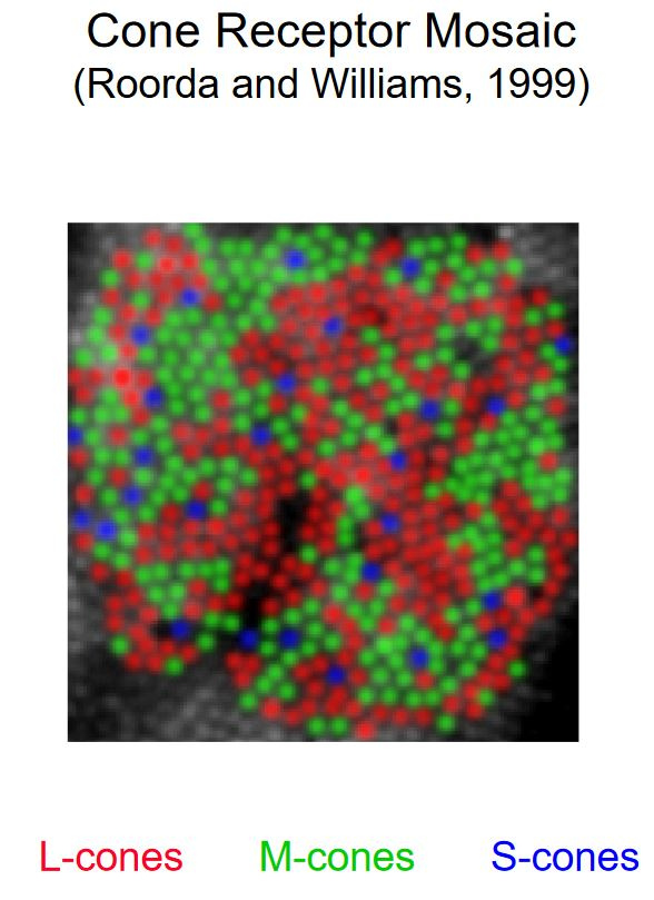 cones-mosaic.JPG.6342f965c12d28eb6c4e003faf210c3d.JPG