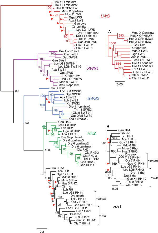 Phylogenetic-relationships-between-the-visual-opsin-genes-of-the-LWS-SWS1-SWS2-RH1-and.png.jpg.9e4bba4d5d74238b47014eebe31c410d.jpg
